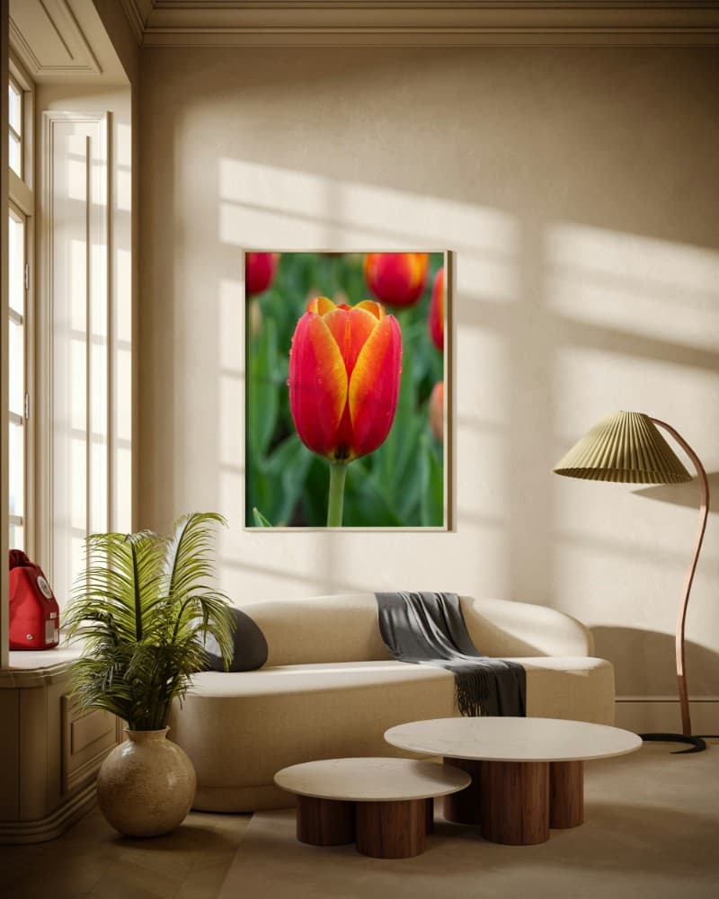Hoa tulip