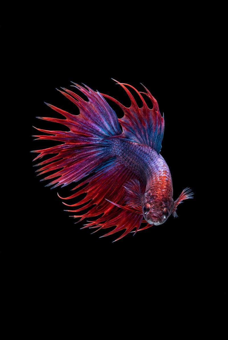 Tranh treo tường cá cảnh nghệ thuật sống động trang trí phòng khách sang trọng