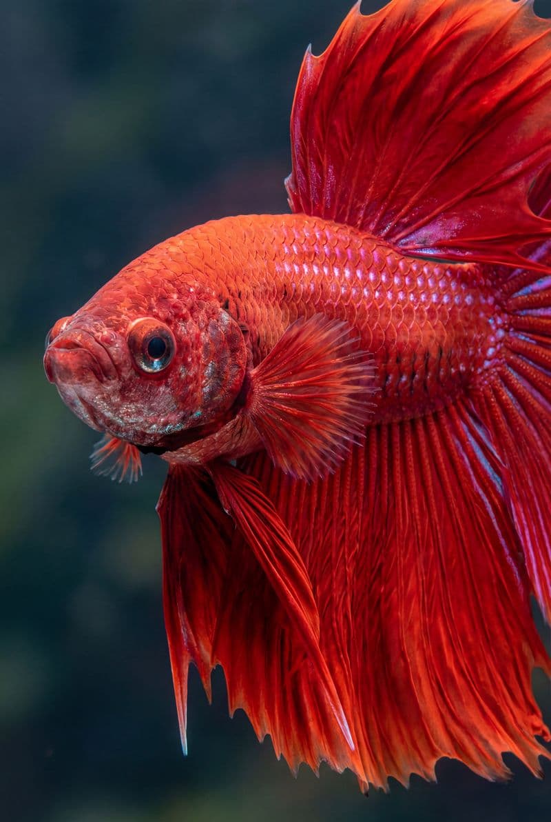 Tranh canvas chú cá xiêm đỏ rực rỡ trang trí phòng khách sang trọng