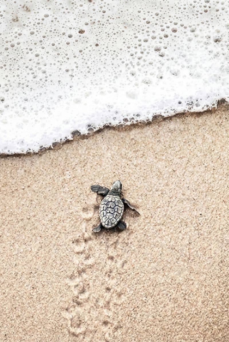 Tranh treo tường rùa biển nhỏ trên bãi cát trắng trang trí phòng khách hiện đại và tinh tế