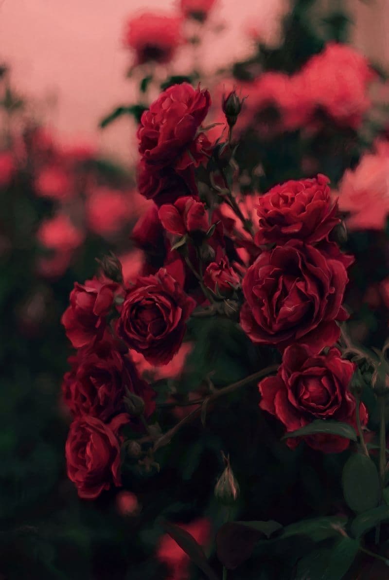 Tranh treo tường hoa mẫu đơn Herbario trang trí phòng khách sang trọng