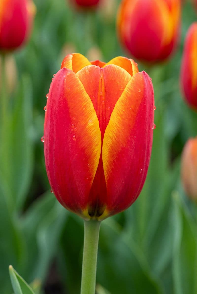 Tranh treo tường hoa tulip rực rỡ sắc màu trang trí phòng khách sang trọng